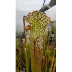 Sarracenia leucophylla 'deer park, AL, large form, red/white pitchers'