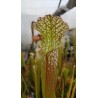 Sarracenia leucophylla 'deer park, AL, large form, red/white pitchers'