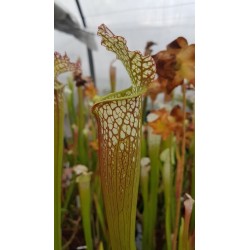 Sarracenia leucophylla 'deer park, AL, large form, red/white pitchers'