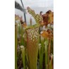 Sarracenia leucophylla 'deer park, AL, large form, red/white pitchers'