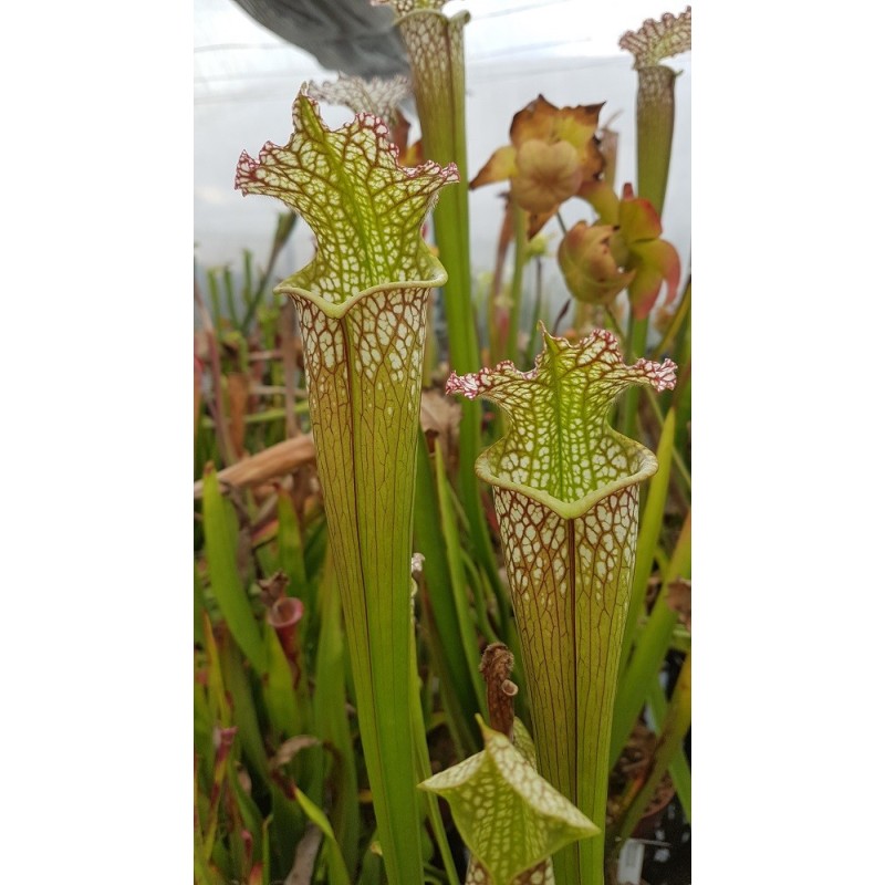 Sarracenia leucophylla