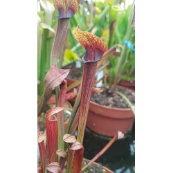Sarracenia rubra