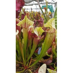 Sarracenia x eva