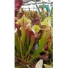 Sarracenia x eva