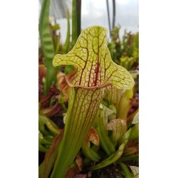 Sarracenia x eva