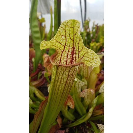 Sarracenia x eva