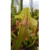 Sarracenia x eva