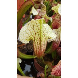 Sarracenia x eva