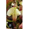 Sarracenia x eva