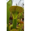 Sarracenia x harperi