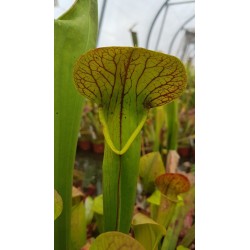 Sarracenia x harperi