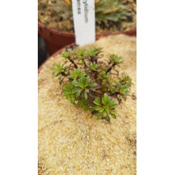 Stylidium irenea