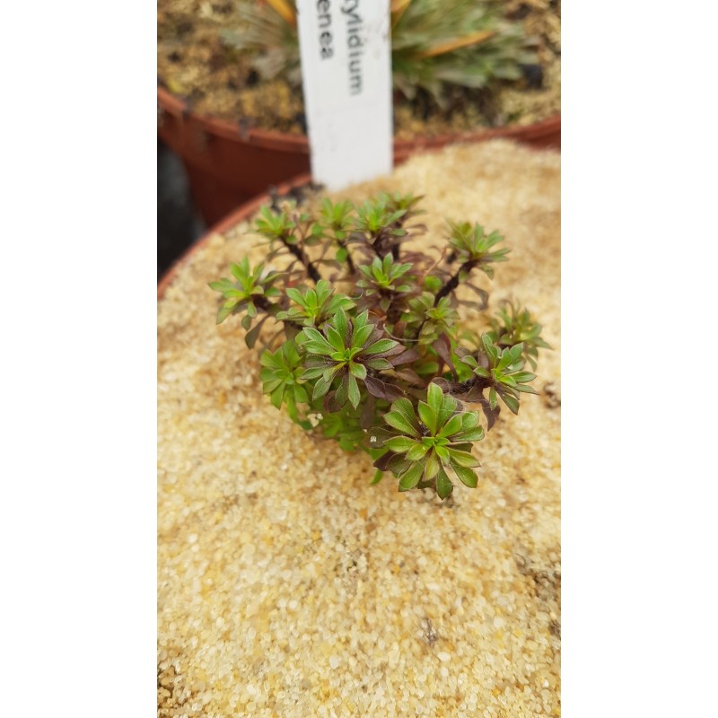 Stylidium irenea