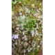 Utricularia tridentata