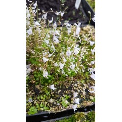 Utricularia sandersonii 'blue'