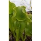 Sarracenia purpurea subsp. venosa heterophylla