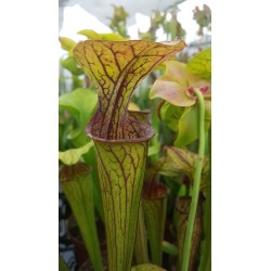 Sarracenia oreophila 'pink lip'