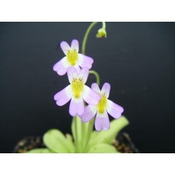 Pinguicula chrystallina subsp. hirtiflora