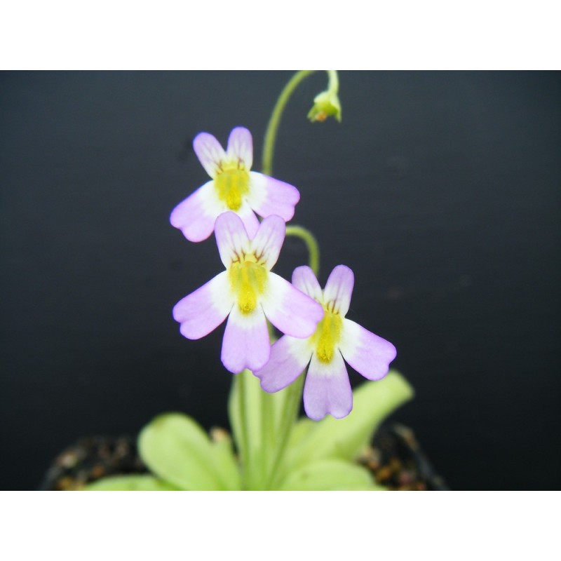 Pinguicula chrystallina subsp. hirtiflora