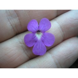 Pinguicula cyclosecta