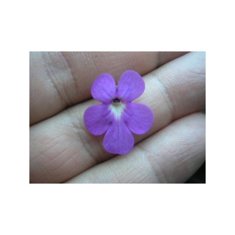 Pinguicula cyclosecta
