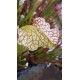 Sarracenia leucophylla 'stocky, wide mouth, red lip, AKA Bunting Original, ipl27'