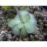 Pinguicula cyclosecta