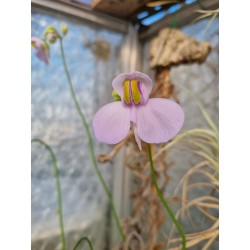 Utricularia cornigera