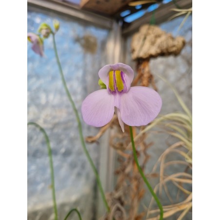 Utricularia cornigera