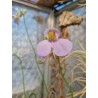Utricularia cornigera