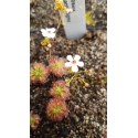 Drosera allantostigma