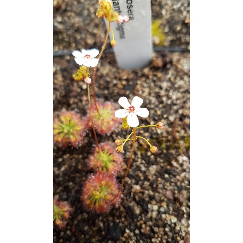 Drosera allantostigma