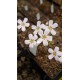 Drosera helodes 'great Northern Highway form'