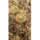 Drosera helodes 'great Northern Highway form'