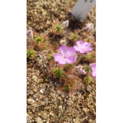 Drosera lasiantha