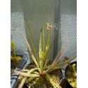 Drosera regia