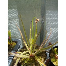 Drosera regia