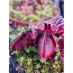 Cephalotus follicularis