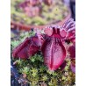 Cephalotus follicularis