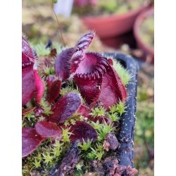Cephalotus follicularis