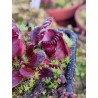 Cephalotus follicularis