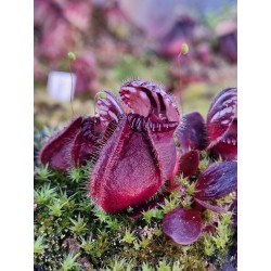 Cephalotus follicularis