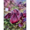 Cephalotus follicularis