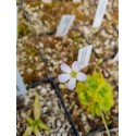 Pinguicula agnata 'scented flower'