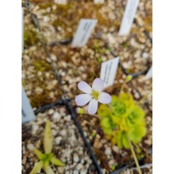 Pinguicula agnata 'scented flower'