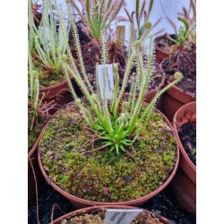 Drosera filiformis 'Florida giant'