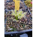 Drosera intermedia 'antho free, N. carolina Etats Unis'