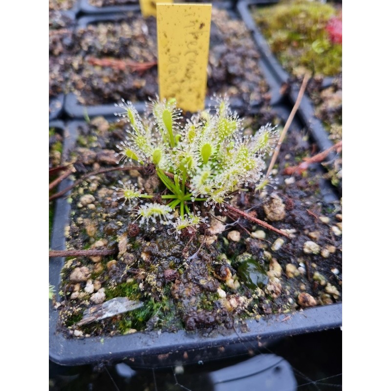 Drosera intermedia 'antho free, N. carolina Etats Unis'