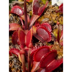Dionaea 'red shark teeth'