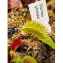 Dionaea 'phalanx'